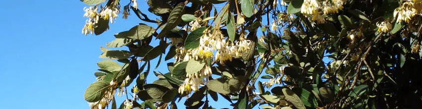 xbenjoeiro blog.jpg.pagespeed.ic .iV434v 8Wj